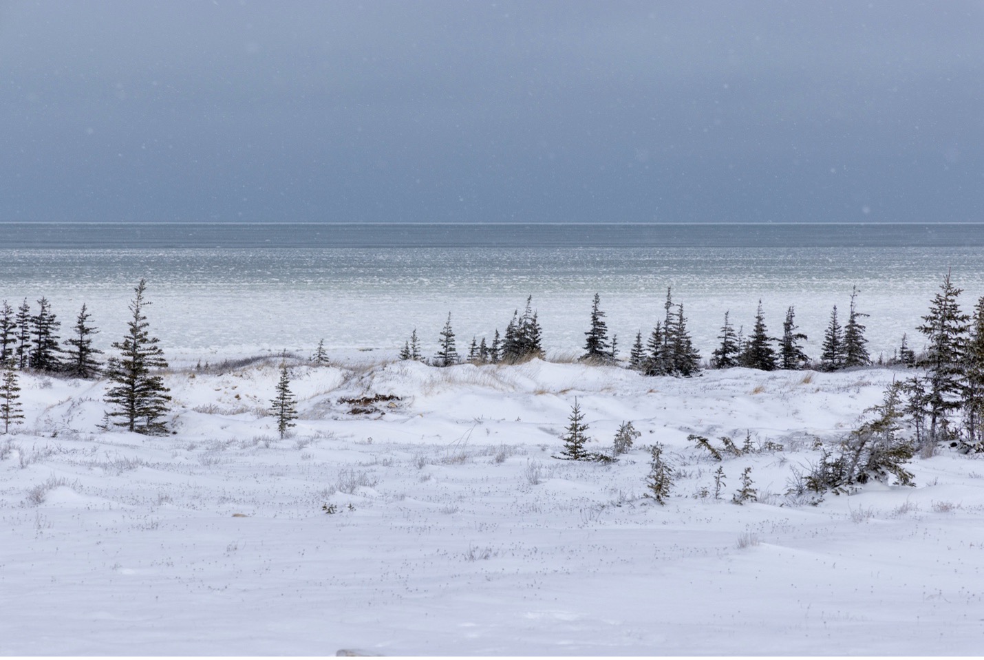 small spruce trees point toward the moody horizon