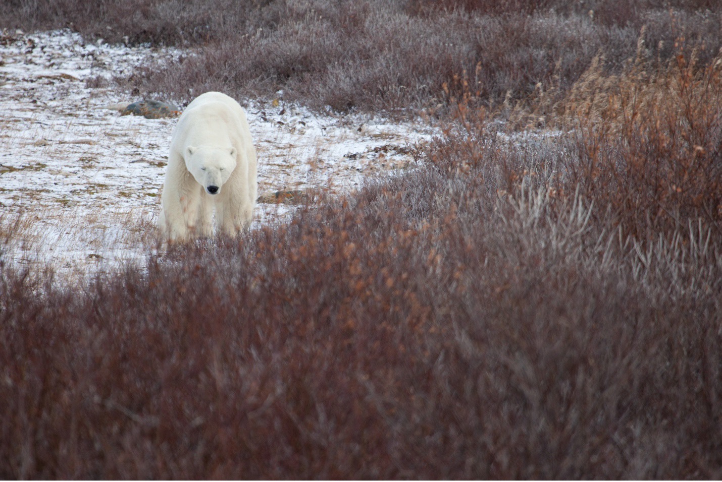 a polar bear pauses amongst the willows