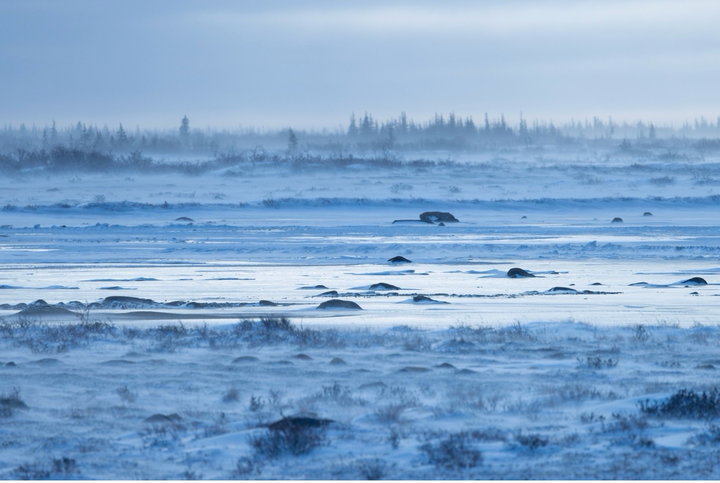 a cool blue snowy arctic scene