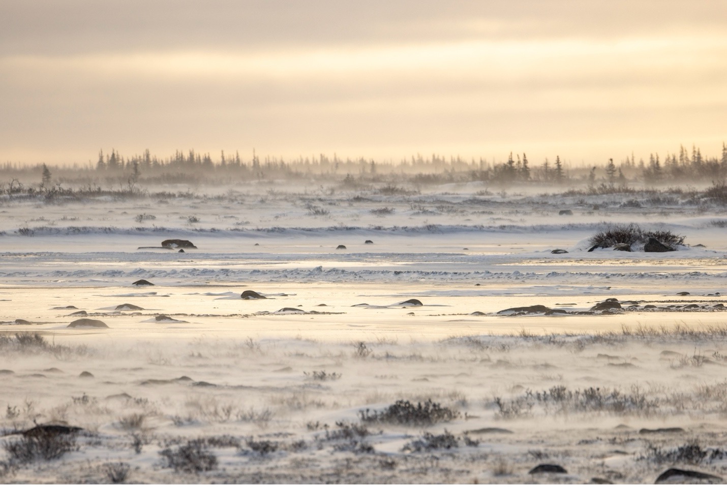 a warm yellow caste shines on the tundra