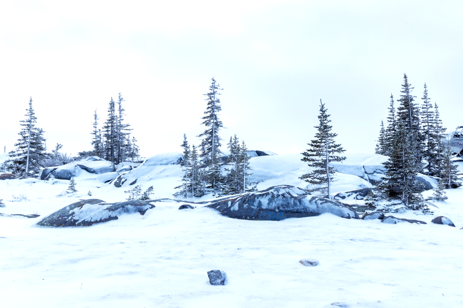 a bright white arctic scene with trees