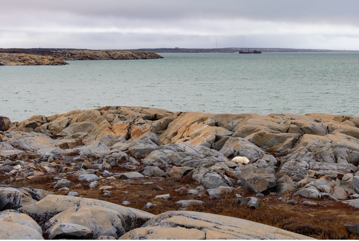 a polar bear rests on rocks