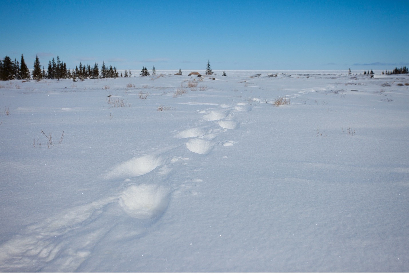 polar bear paw prints cross the snowy tundra