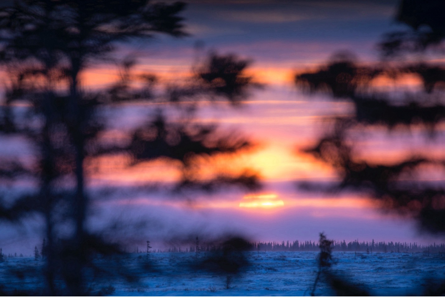 a cool sunset shines through the spruce trees