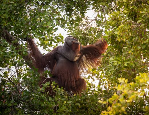 a male orangutan swings from the trees