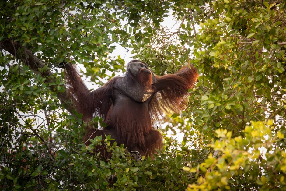 a male orangutan swings from the trees