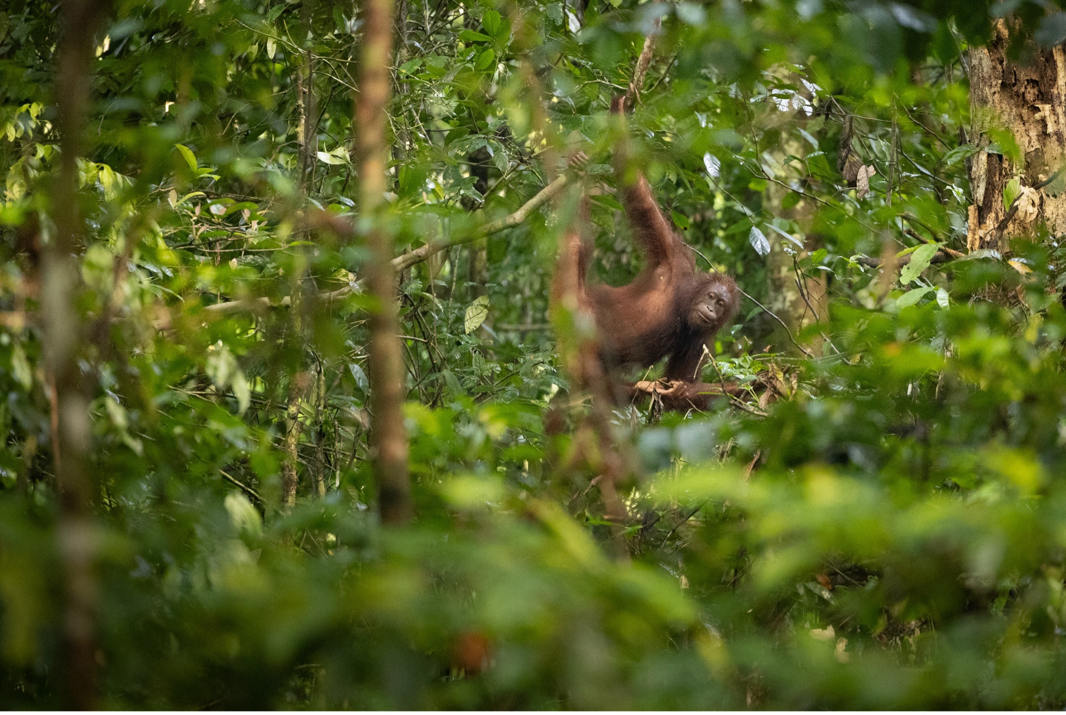 a small female orangutan is in thick trees