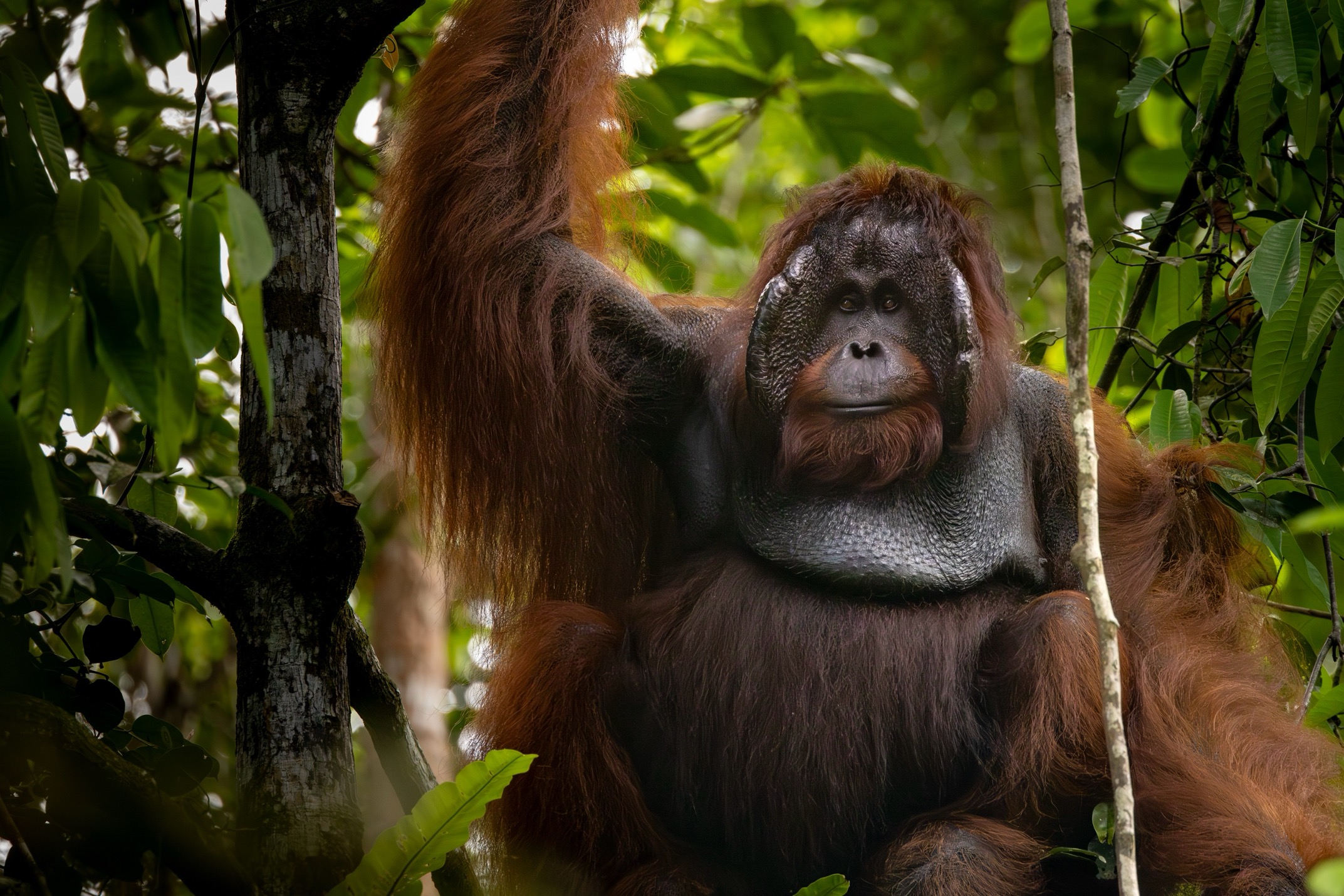 a large male orangutan sits in a tree