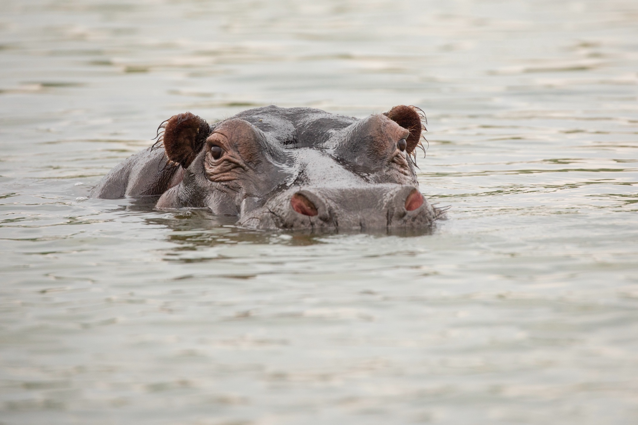 a hippo pops its head out of water