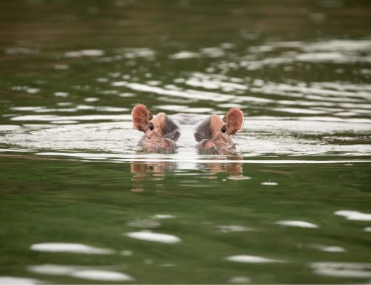 a hippo peers out of green water