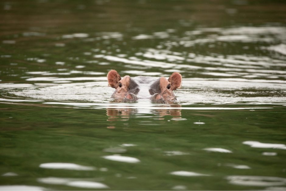 a hippo peers out of green water