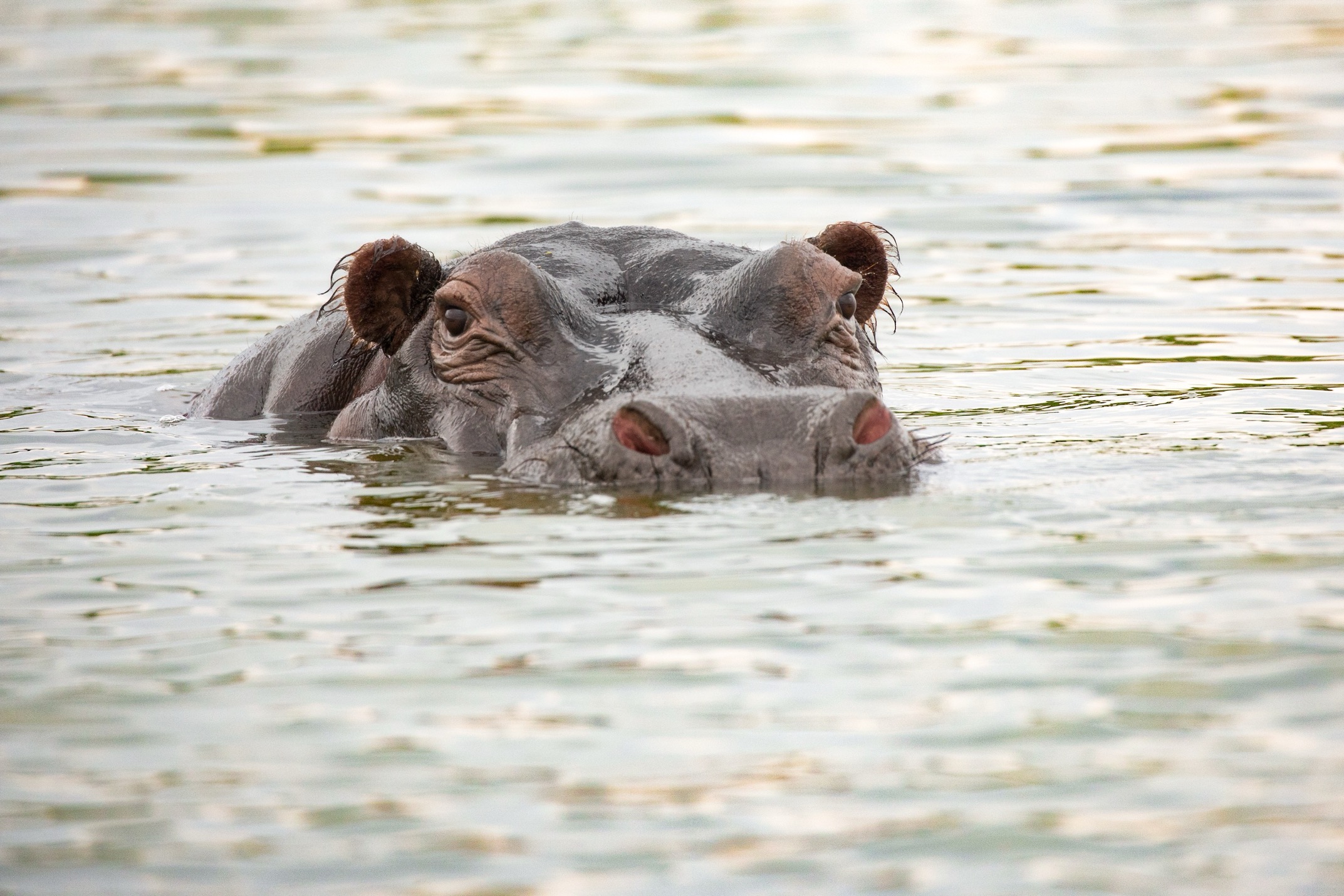 a hippo looks at the camera in shimmery water